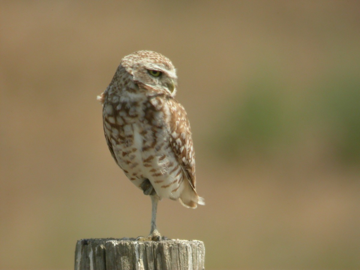 Burrowing Owl - John C Sullivan