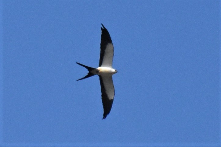 Swallow-tailed Kite - ML132613091