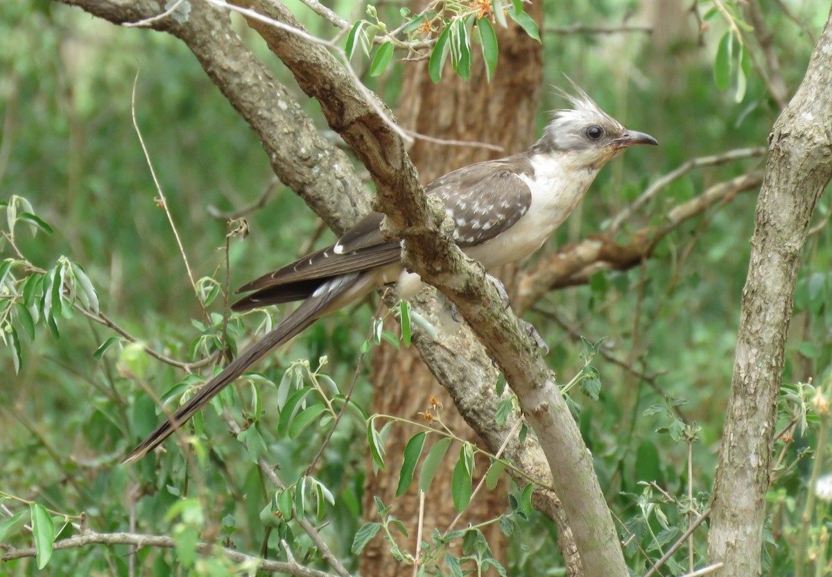 Great Spotted Cuckoo - ML132613301