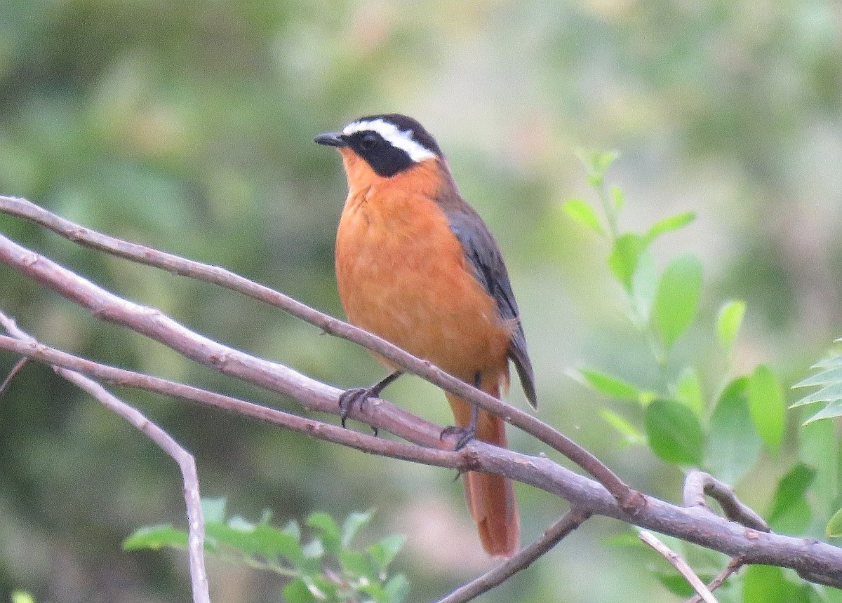 White-browed Robin-Chat - ML132614241