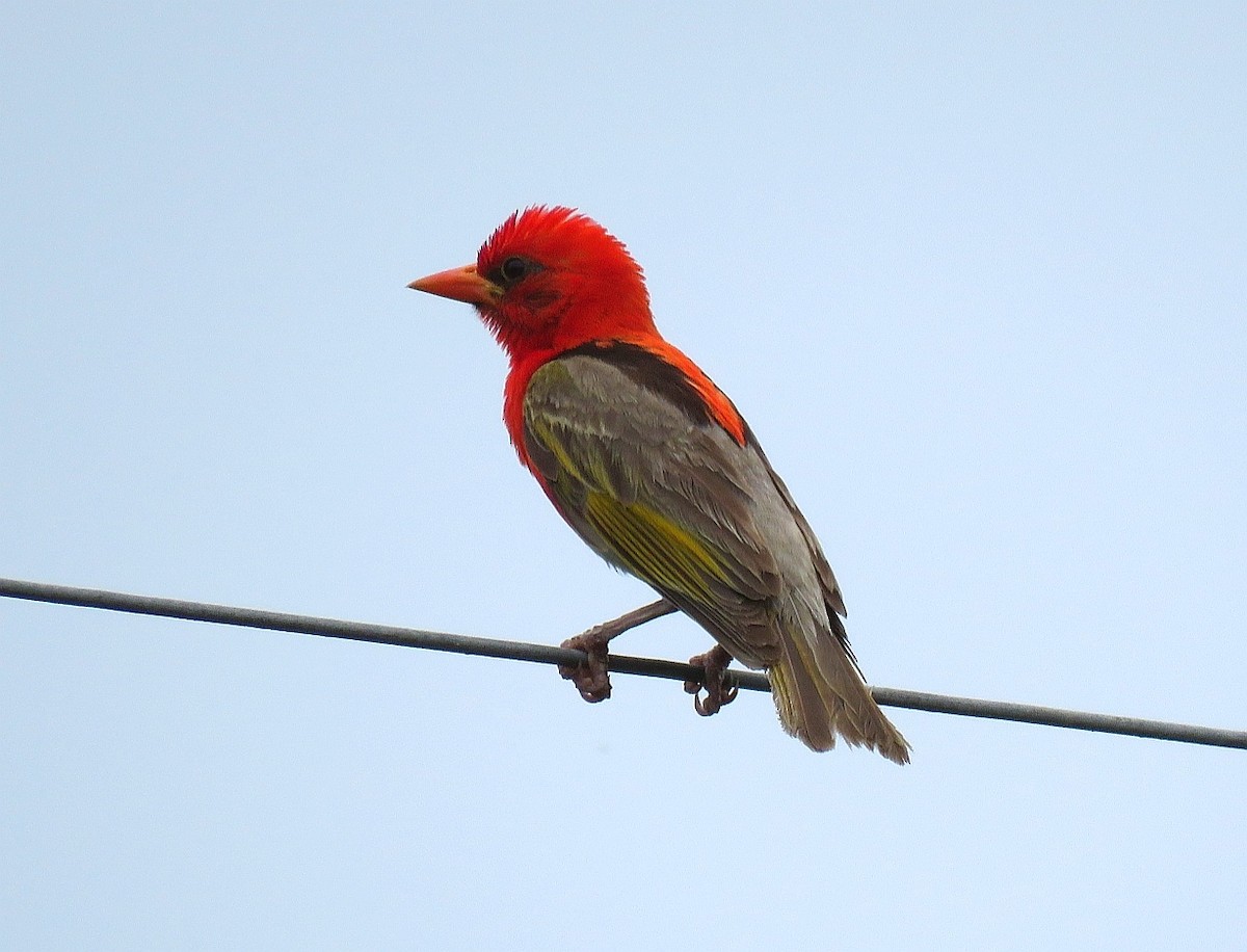 Red-headed Weaver (Southern) - ML132614381