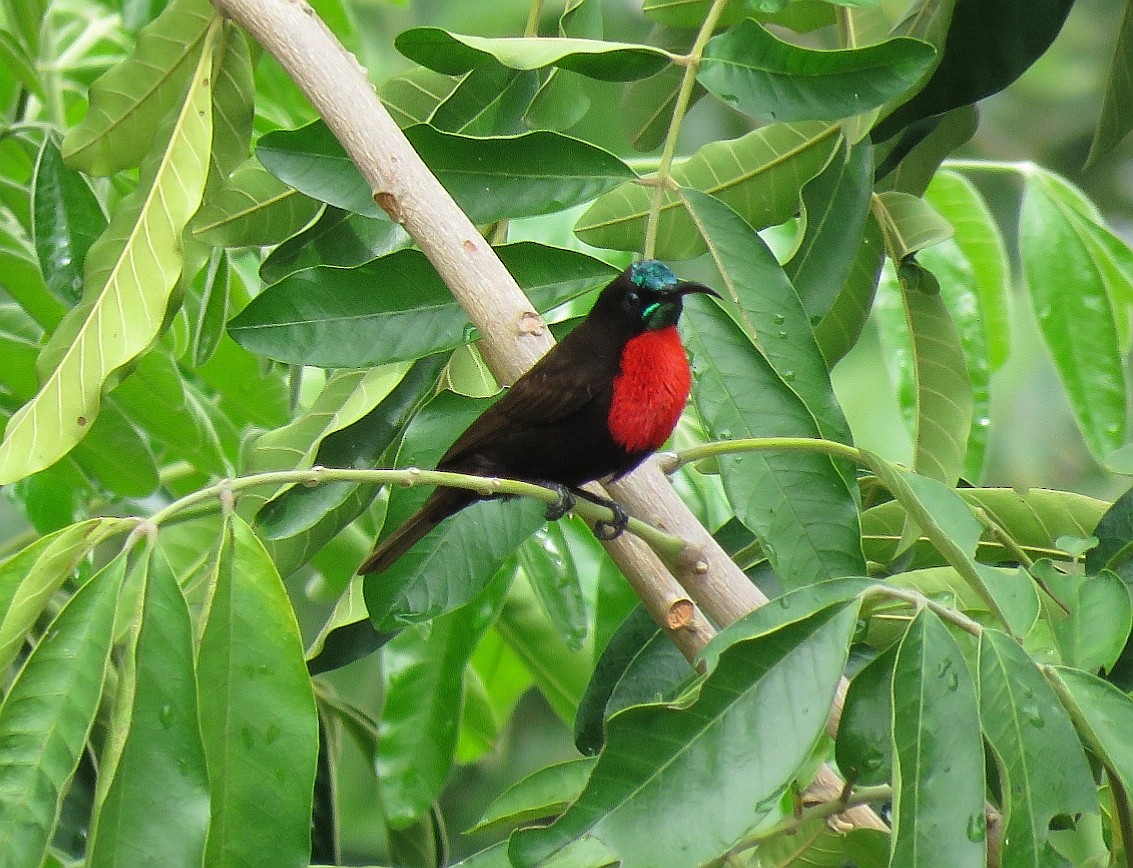 Scarlet-chested Sunbird - ML132615121