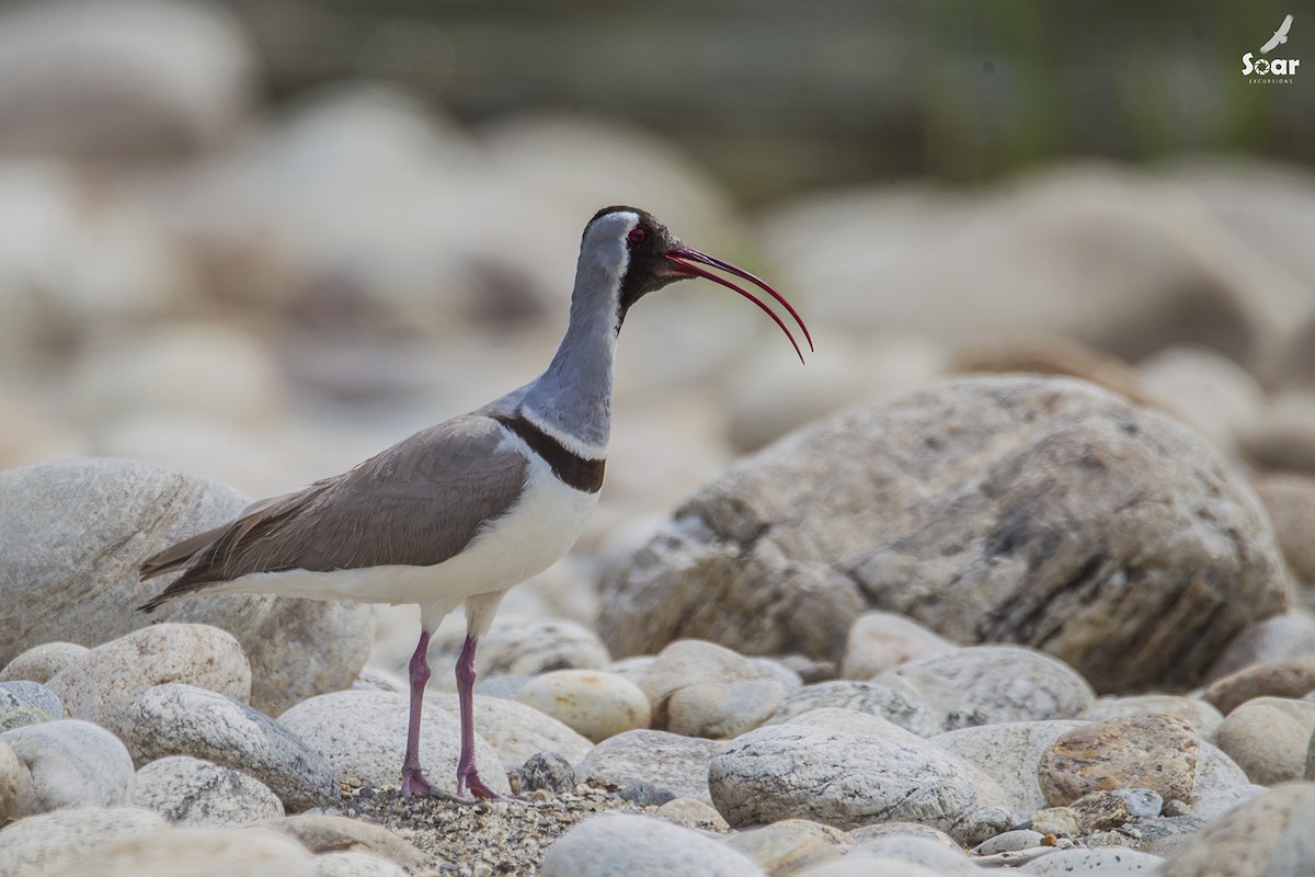 Bec-d'ibis tibétain - ML132615721