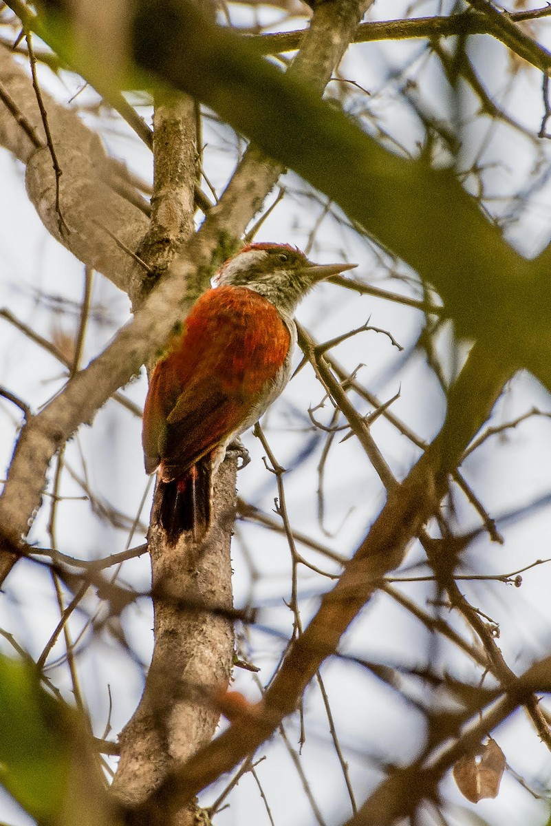 Scarlet-backed Woodpecker - ML132617481