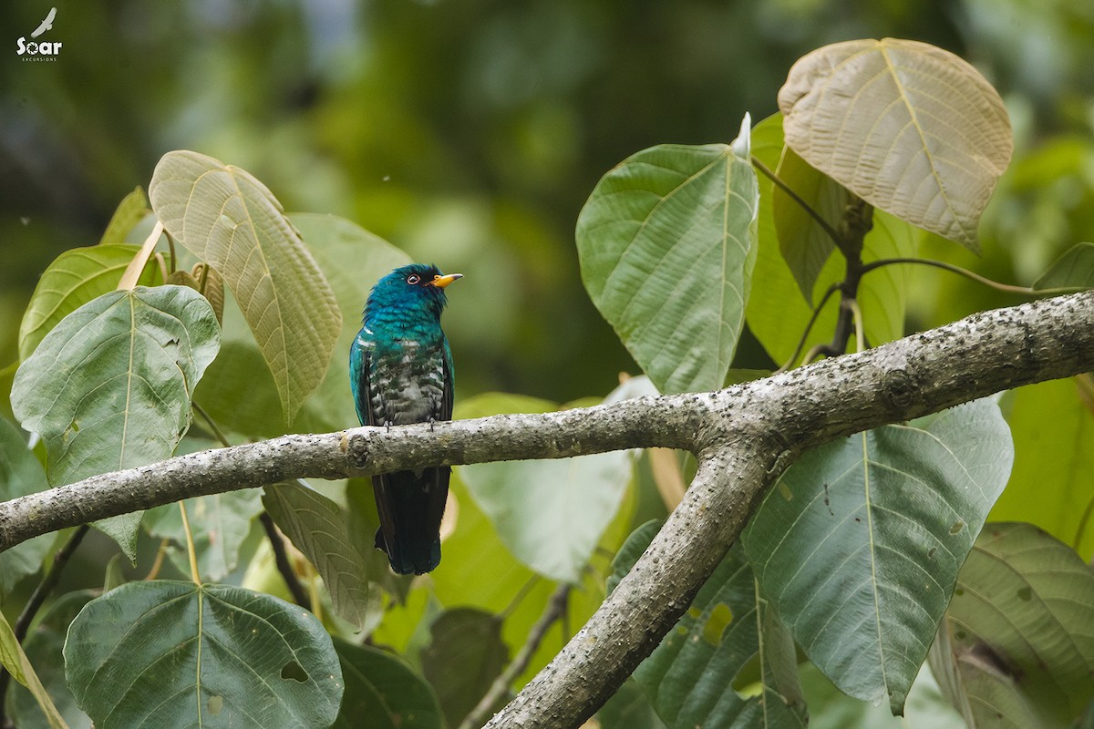 Asian Emerald Cuckoo - Soar Excursions
