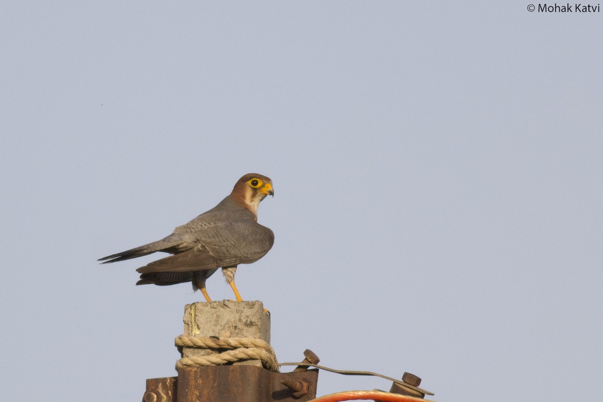 Red-necked Falcon - Mohak Katvi
