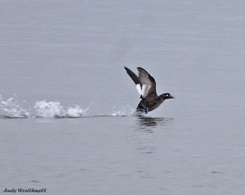 White-winged Scoter - Andy Wraithmell