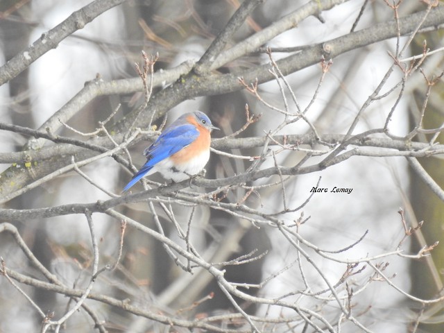 Eastern Bluebird - eBird Québec