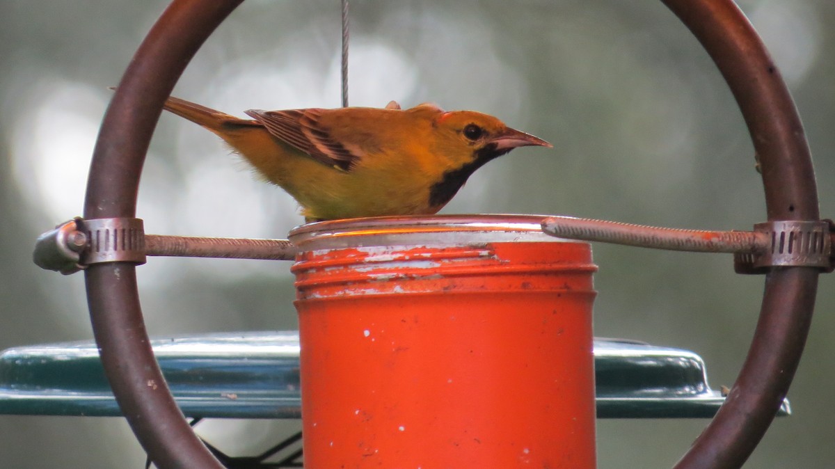 Orchard Oriole (Orchard) - ML132625051