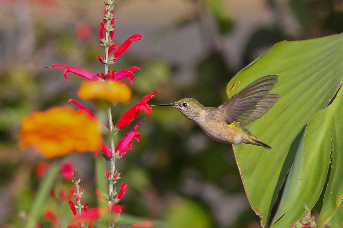 Calliope Hummingbird - ML132625481