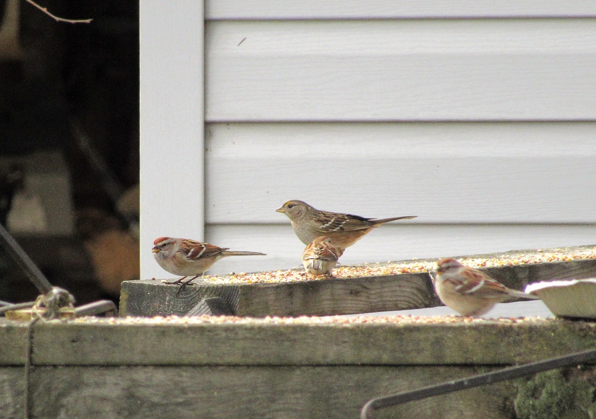 Golden-crowned Sparrow - ML132625951