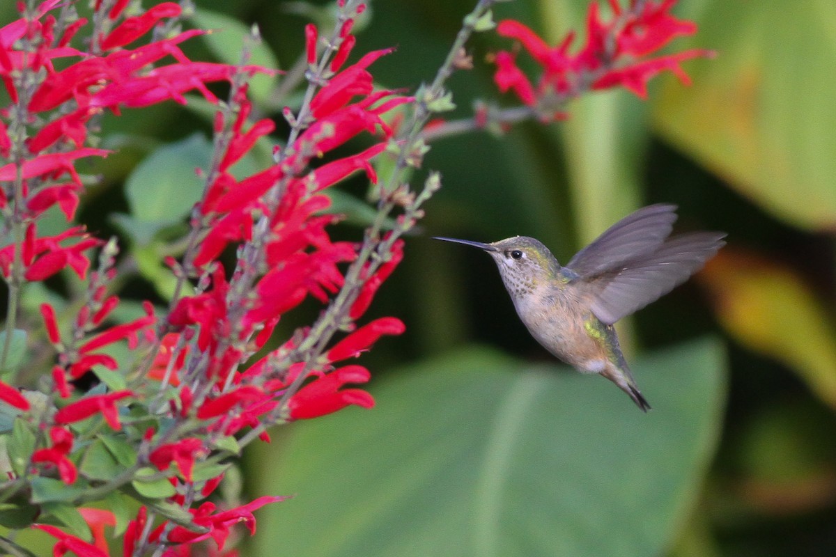 Calliope Hummingbird - ML132626111