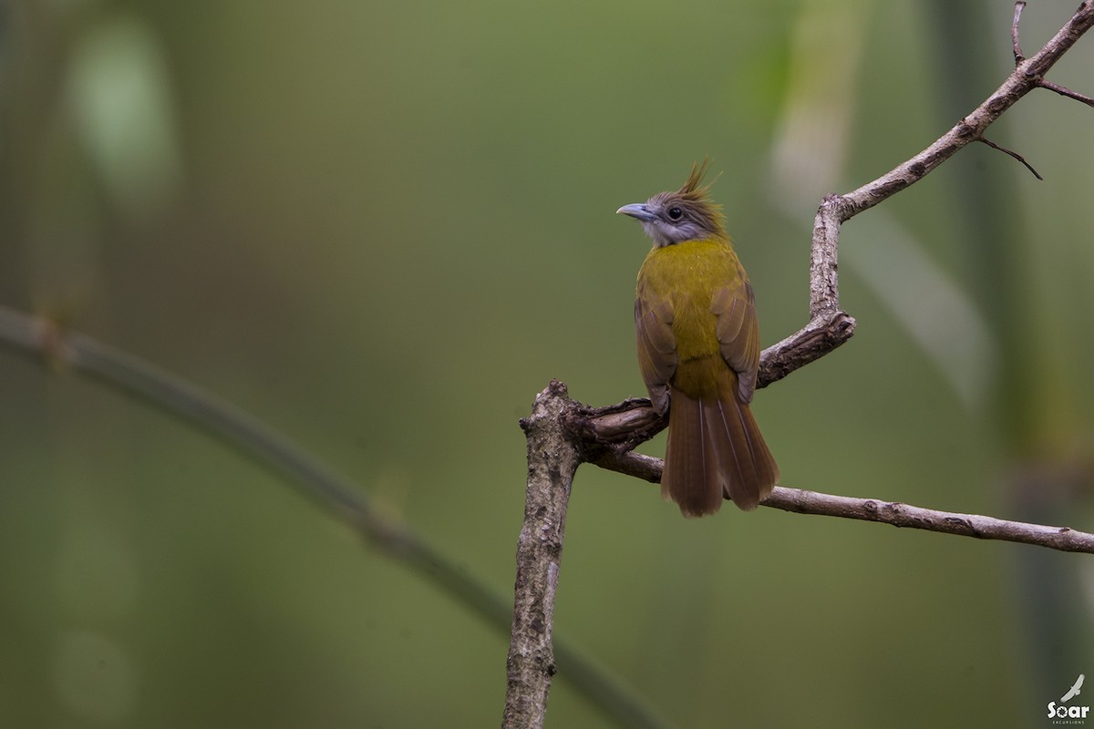 White-throated Bulbul - Soar Excursions