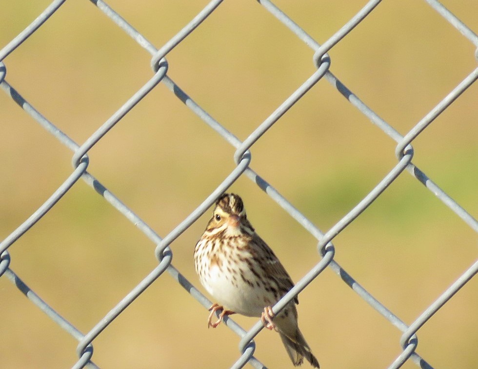 Savannah Sparrow - ML132626771