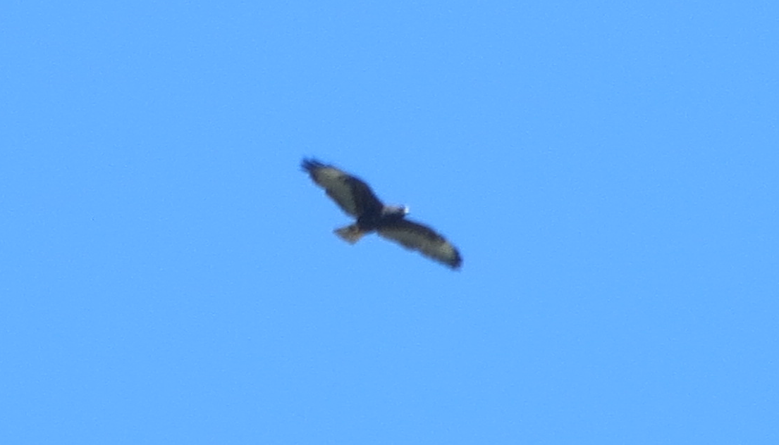 Short-tailed Hawk - ML132627601