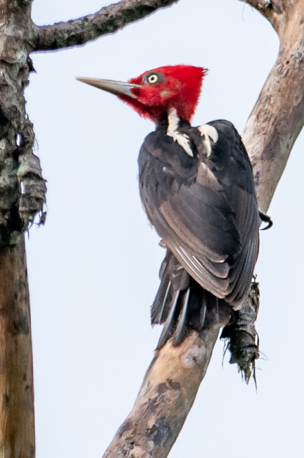 Pale-billed Woodpecker - ML132628011