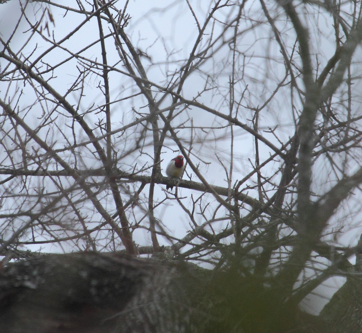 Red-headed Woodpecker - Rich Kostecke