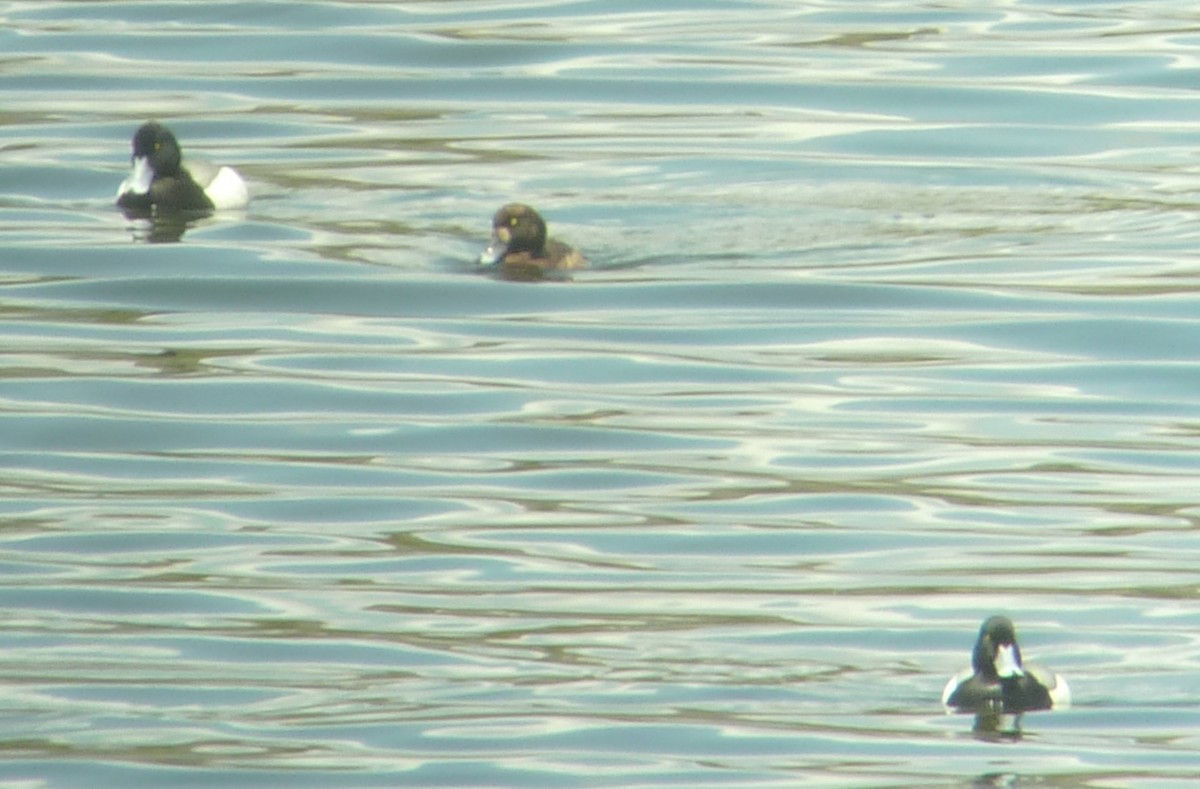 Greater Scaup - ML132632391