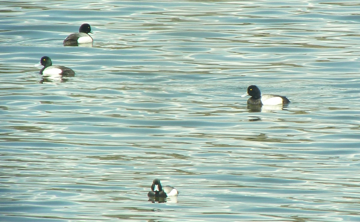 Greater Scaup - ML132632401