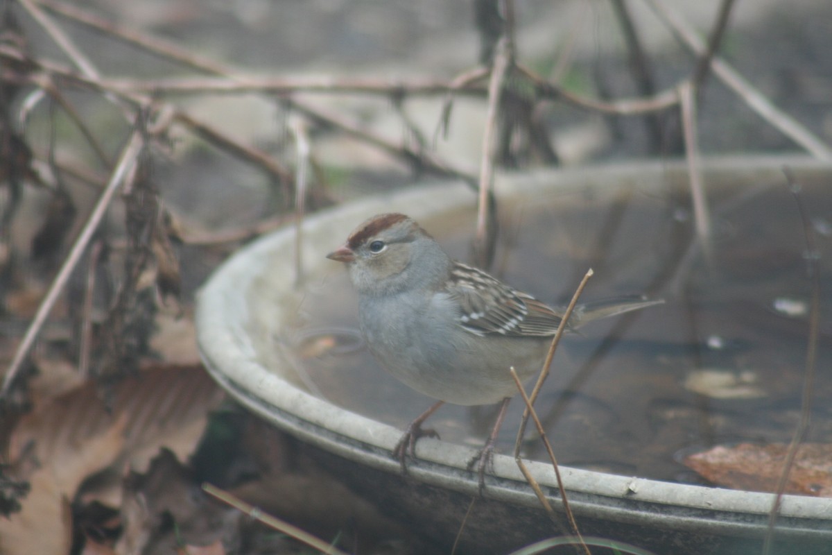 White-crowned Sparrow - ML132634671