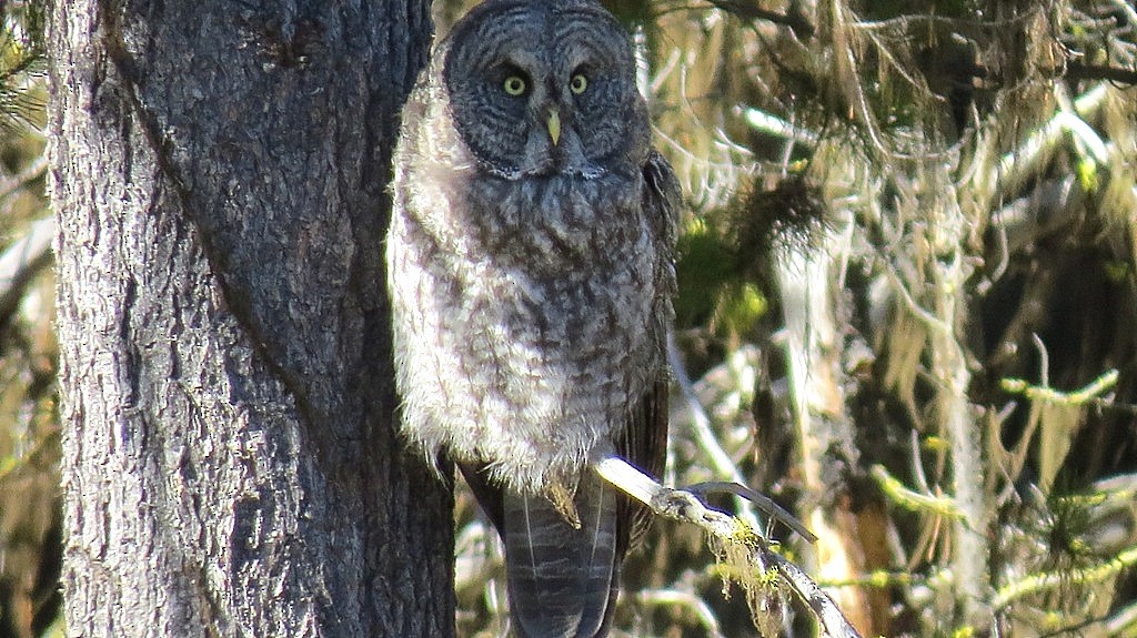 Great Gray Owl - ML132639271
