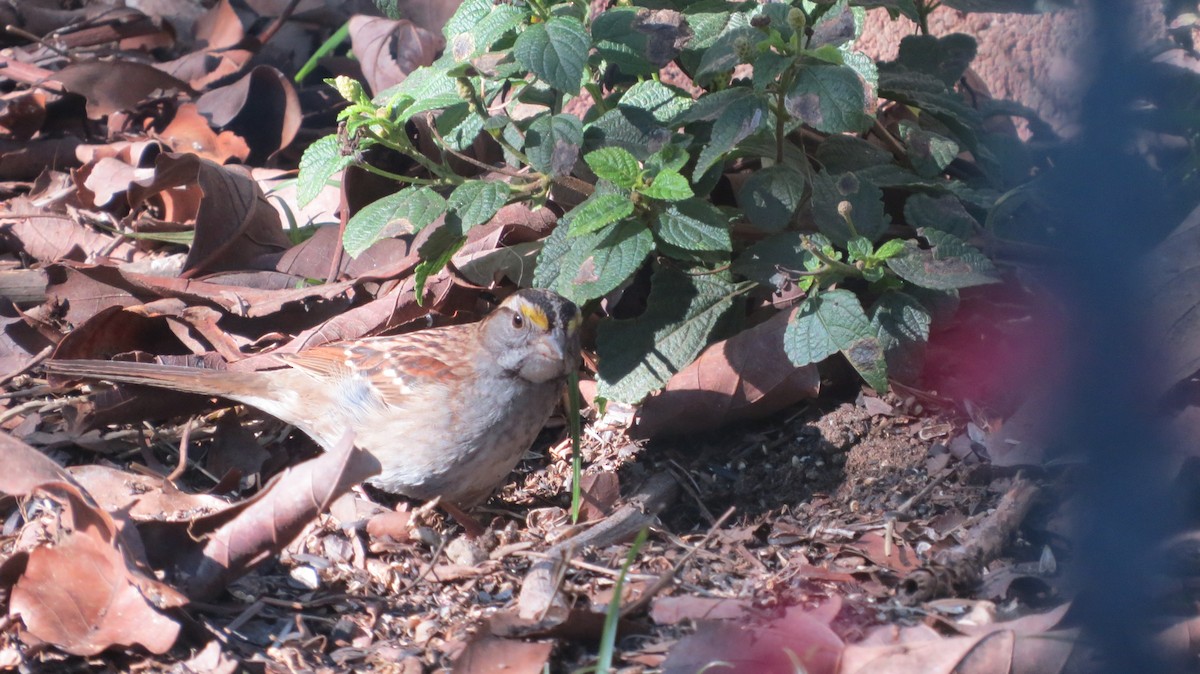 White-throated Sparrow - ML132642201