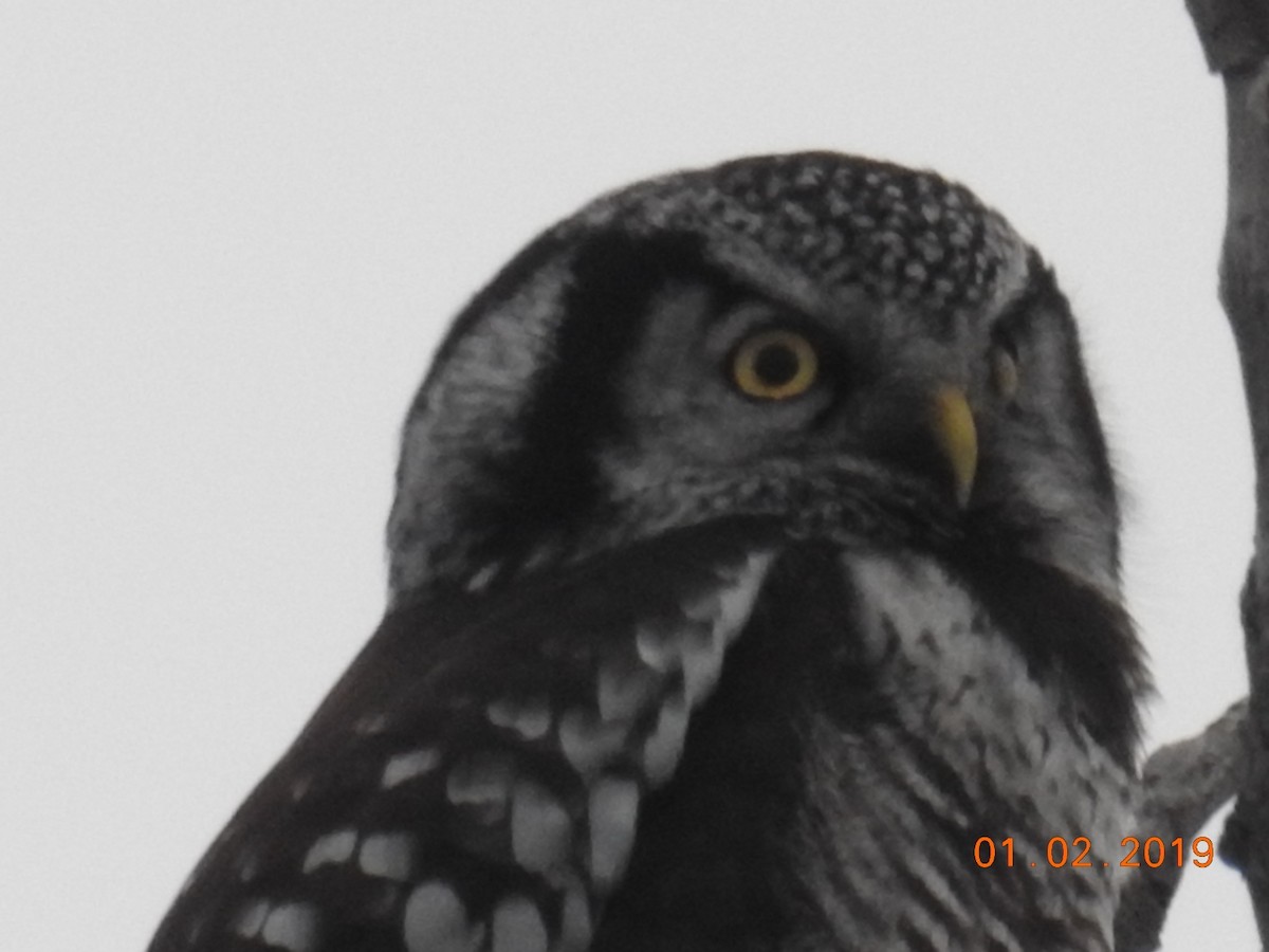 Northern Hawk Owl - ML132643781