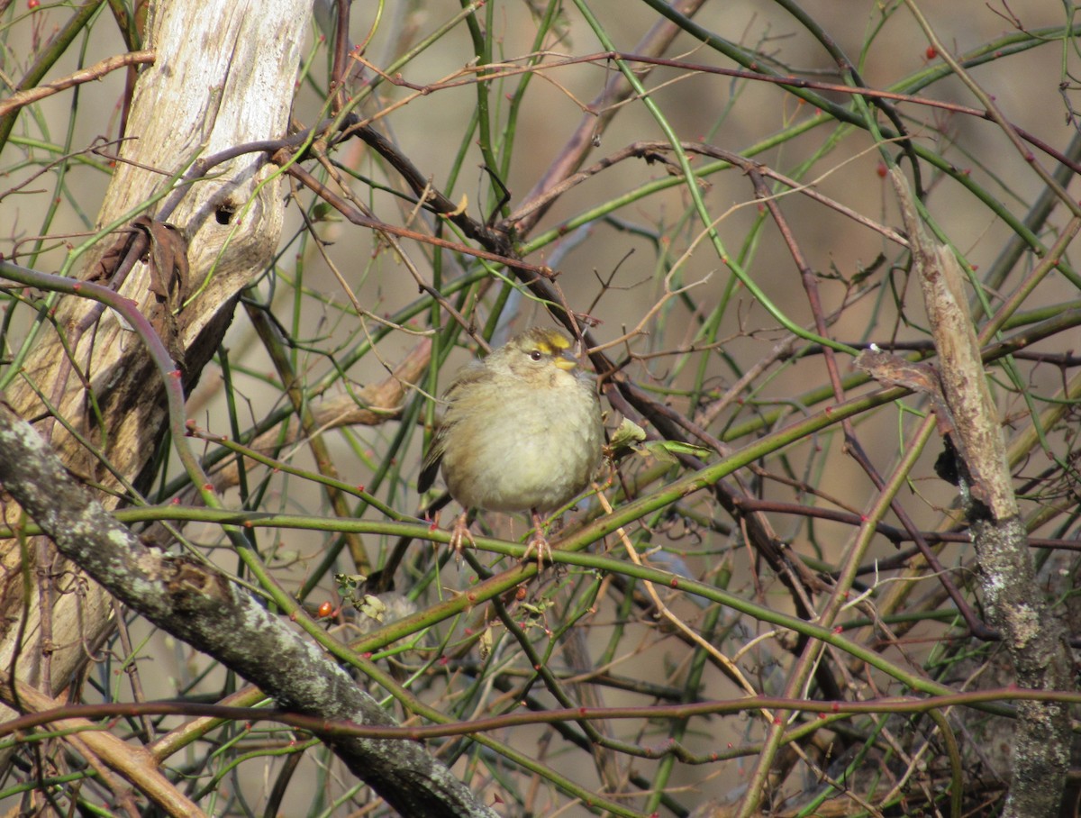 Golden-crowned Sparrow - ML132644511