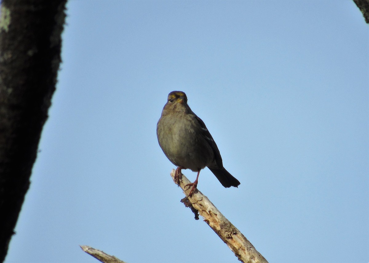 Golden-crowned Sparrow - ML132644551