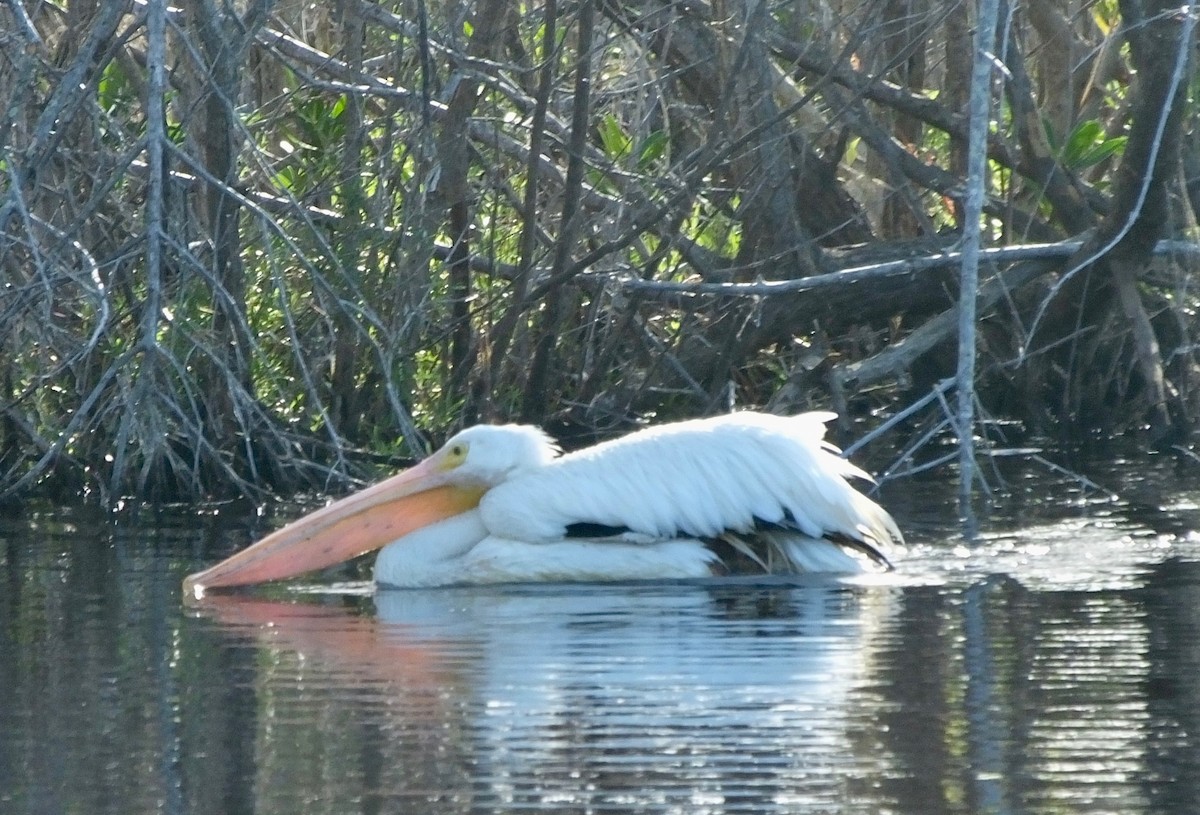 American White Pelican - Roy Seneca