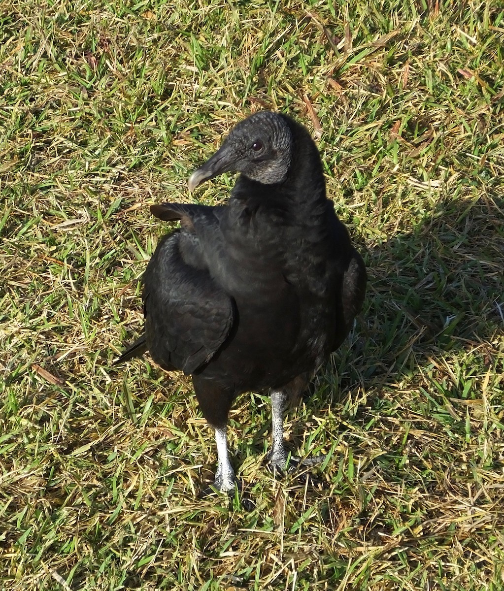 Black Vulture - Roy Seneca