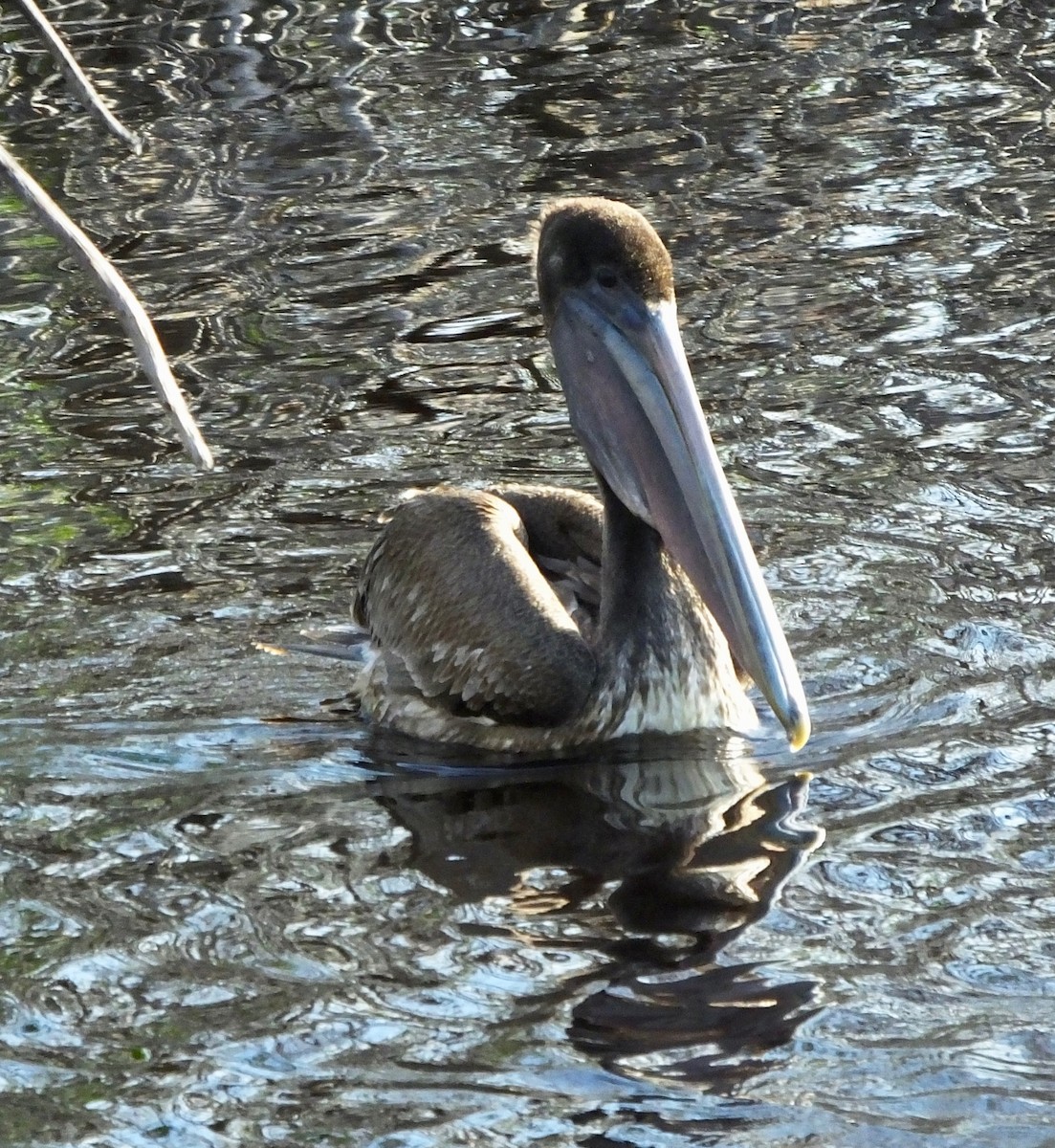 pelikán hnědý - ML132646101
