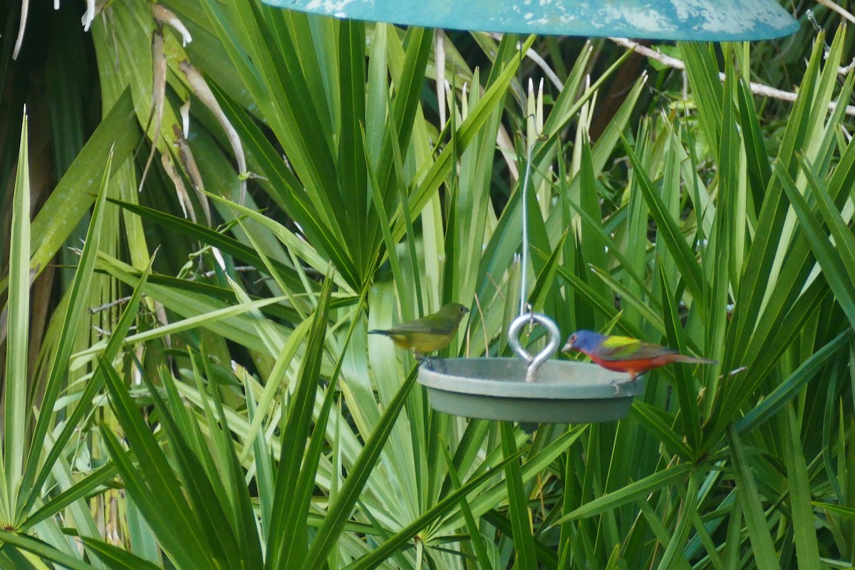 Painted Bunting - ML132647091