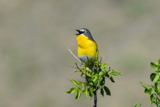 Yellow-breasted Chat - Annette McClellan