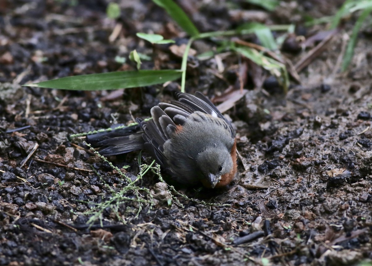 Ruddy-breasted Seedeater - ML132649481
