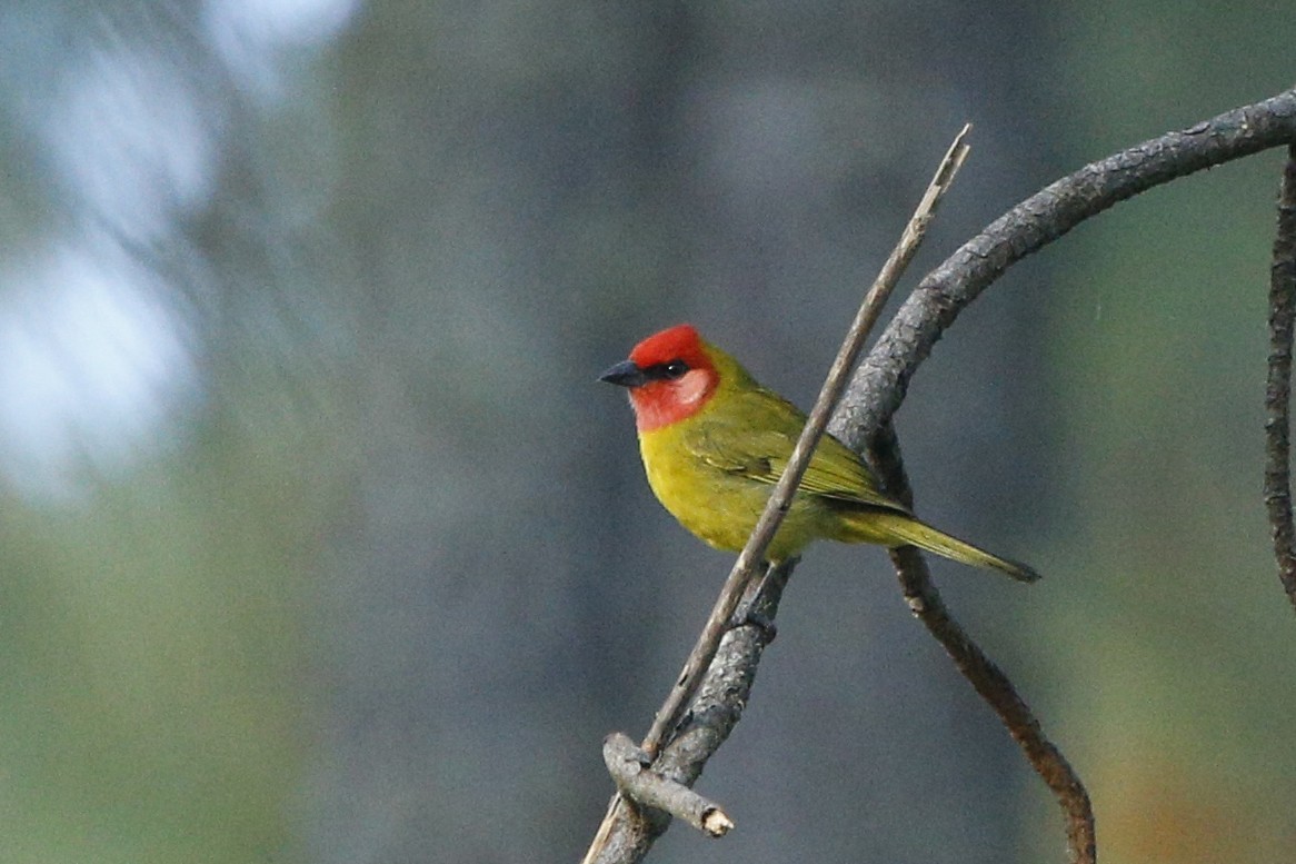 Red-headed Tanager - Laura Keene