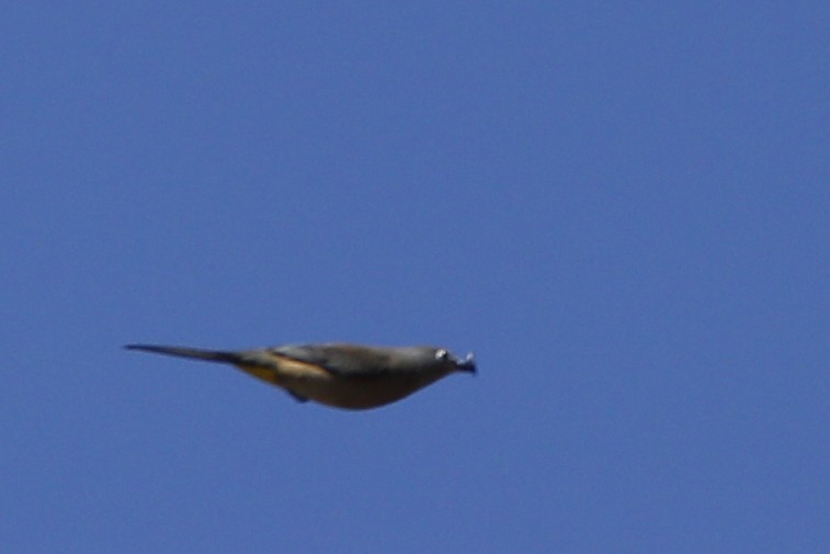 Gray Silky-flycatcher - ML132658161