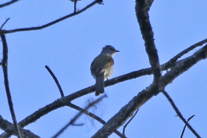 Brown-backed Solitaire - ML132661721