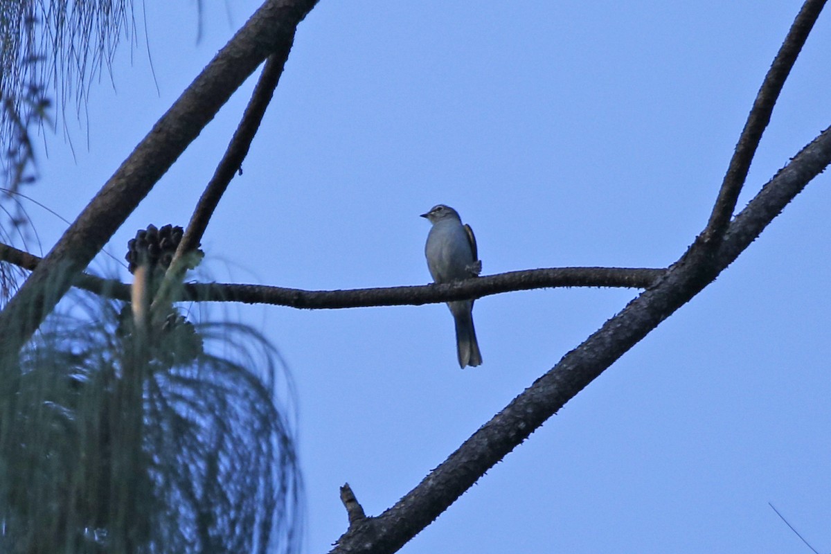 Brown-backed Solitaire - ML132661741