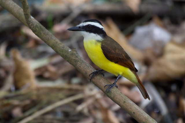 ML132663141 Great Kiskadee Macaulay Library