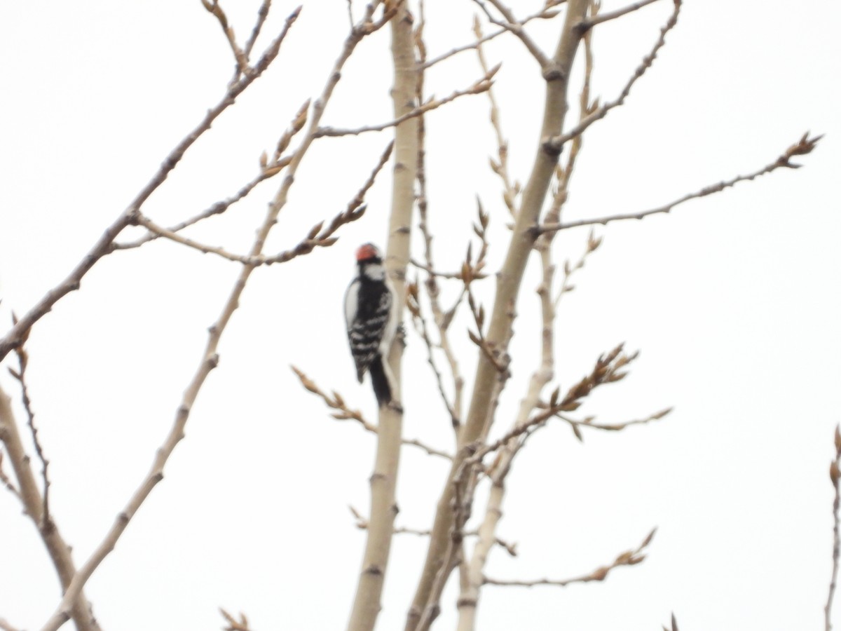 Downy Woodpecker - Kevin Hoover