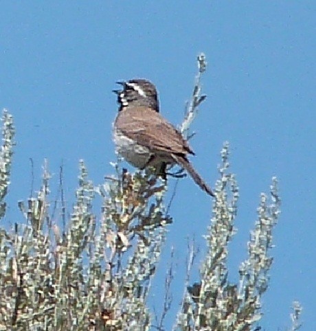 Black-throated Sparrow - Rick Taylor