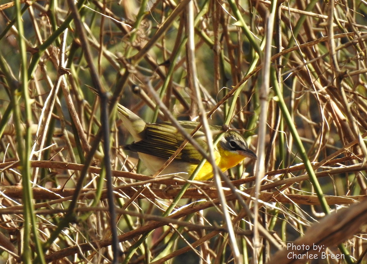 Yellow-breasted Chat - ML132668591