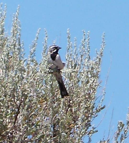 Black-throated Sparrow - Rick Taylor