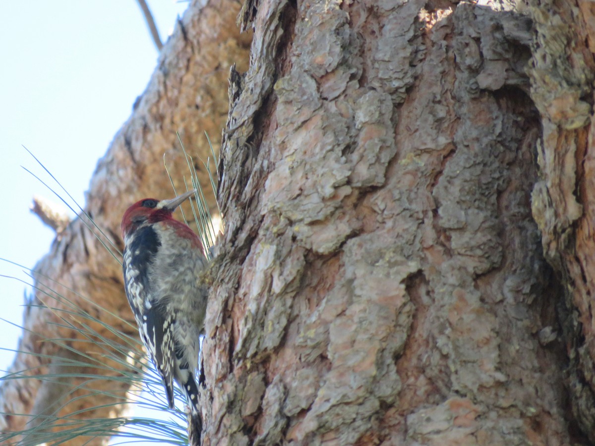 Red-breasted Sapsucker - ML132670951