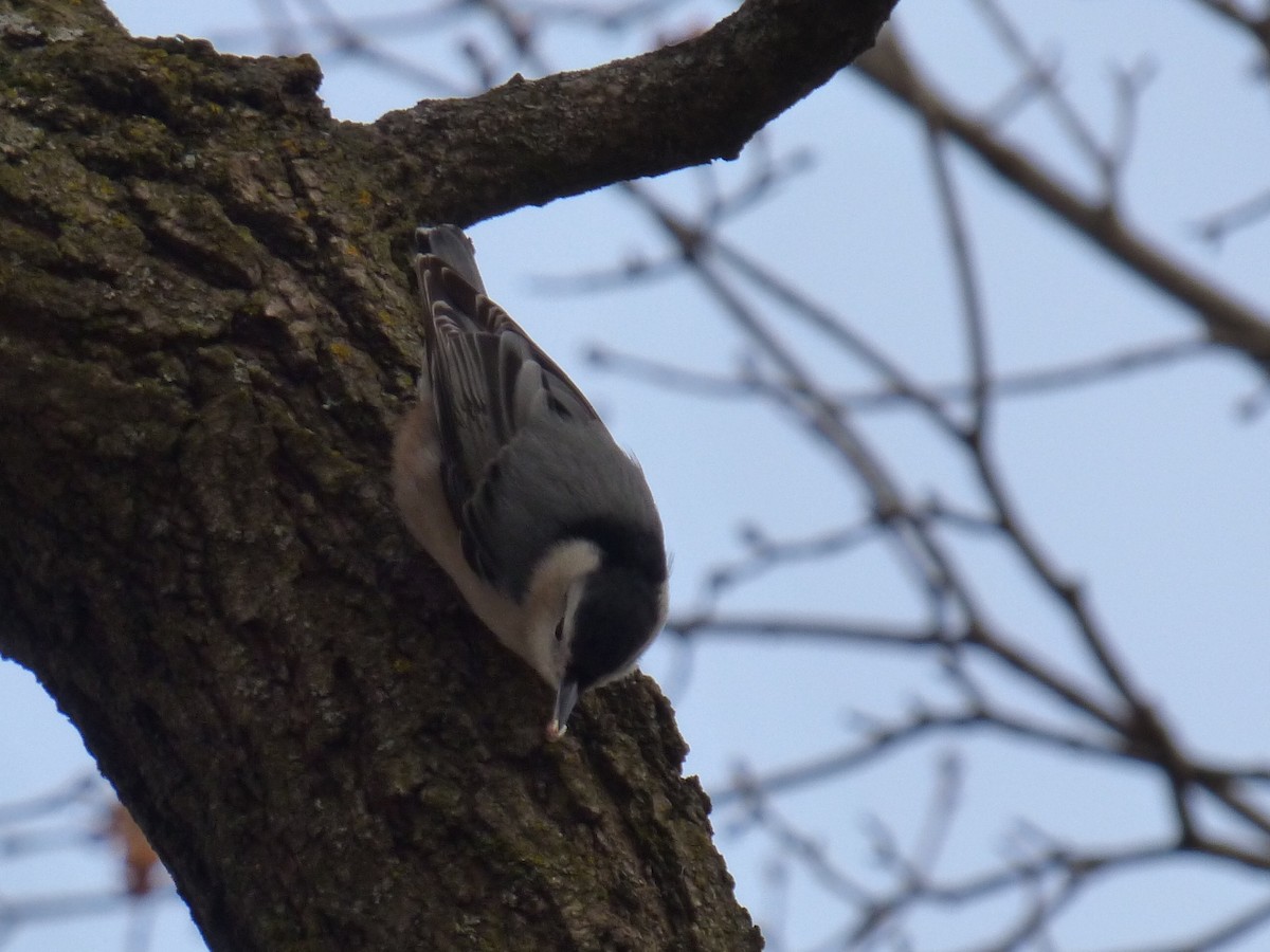 White-breasted Nuthatch - C Douglas