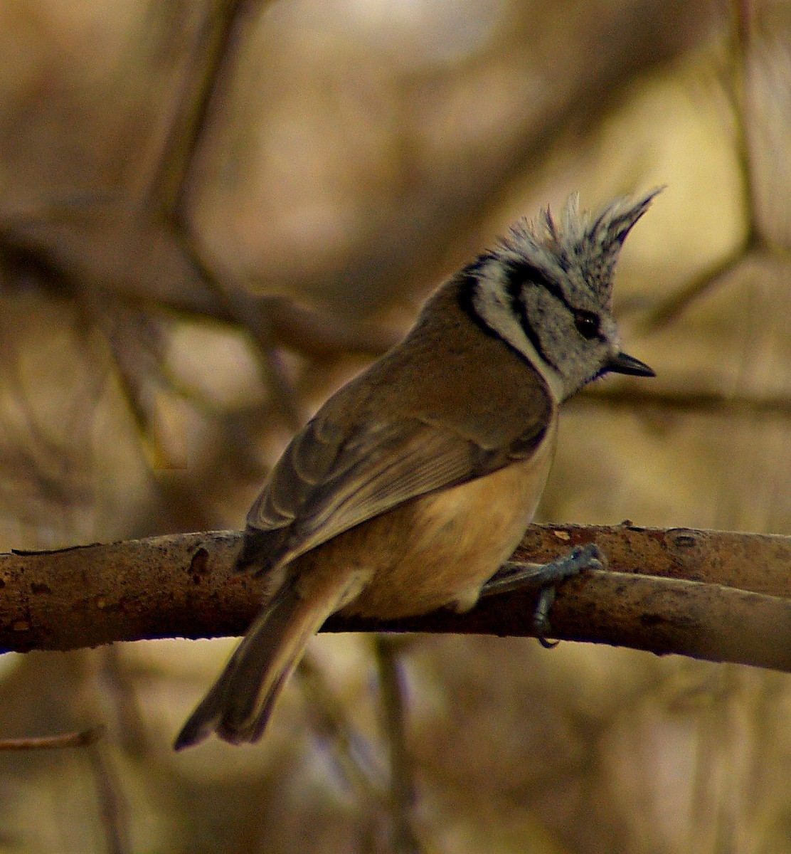 Crested Tit - ML132674731
