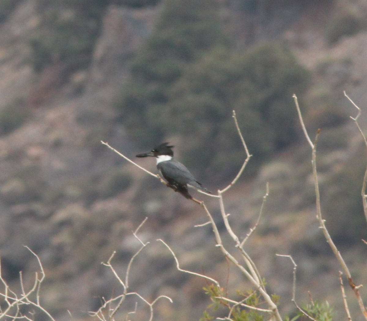 Belted Kingfisher - ML132675861