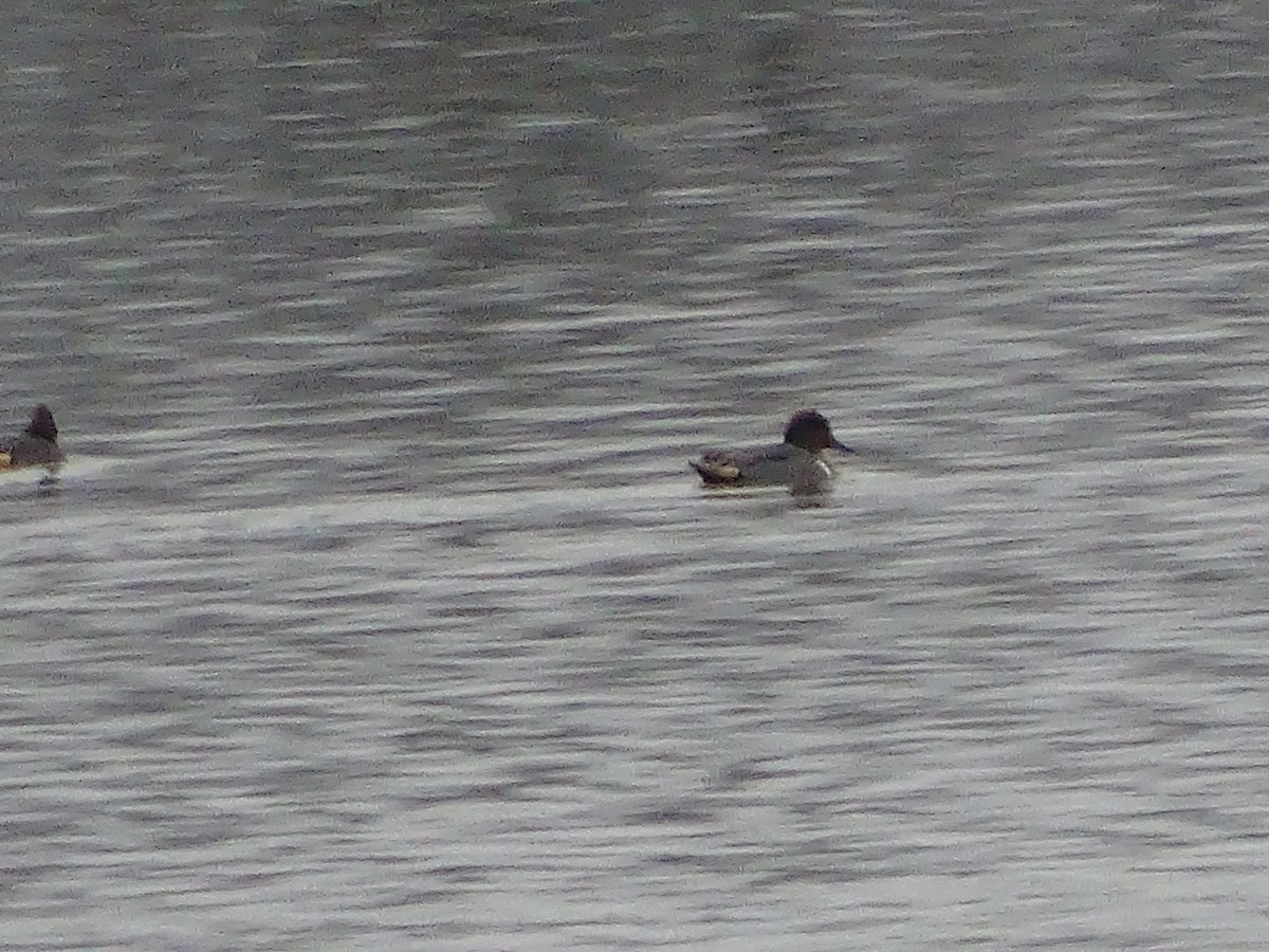 Green-winged Teal - ML132676251