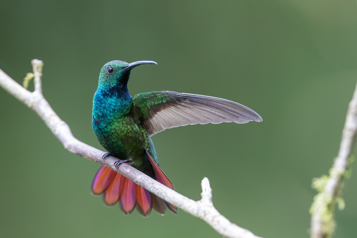 kolibřík lesklý - ML132678411
